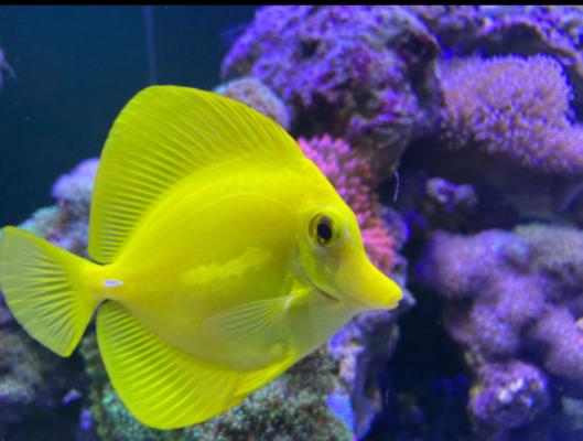 zebrasoma flavescens sauvage