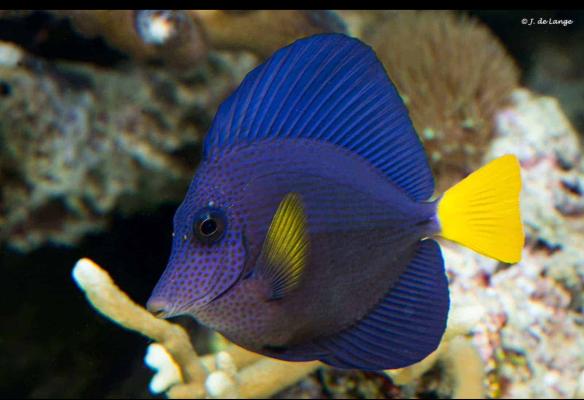 Zebrasoma xanthurum Sauvage