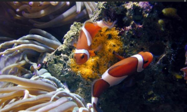 Couple poisson clown