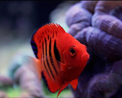 Poisson ange flamme