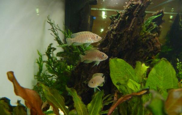 Cichlidés du Tanganyika (Neolamprologus similis )