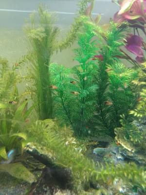 Platy