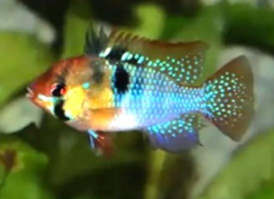 Mikrogeophagus ramirezi