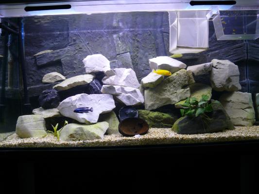 Donne aquarium et cichlidés