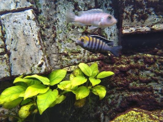 Donne aquarium et cichlidés