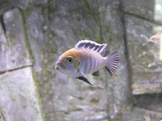 Donne aquarium et cichlidés