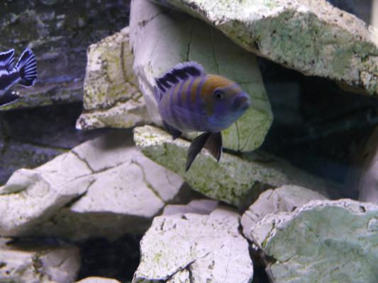 Donne aquarium et cichlidés