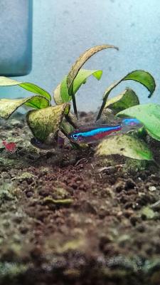 Neon cardinalis - crevettes