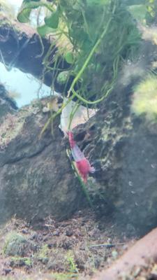 Neon cardinalis - crevettes