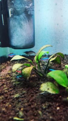 Neon cardinalis - crevettes