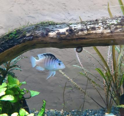 petit mbuna (Labidochromis chisumulae)