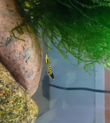 jeunes guppy Gloden Blue Japan - tiger - kohaku