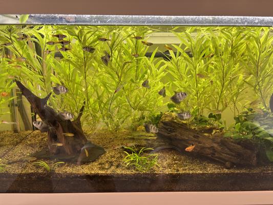 Aquarium 180L + pompe