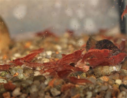 Neocaridina davidi "Red Fire"