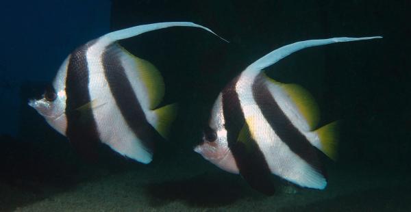 Vend 3 poissons d'eau de mer 2 Heniochus et un siganus (poisson lapin tacheté)