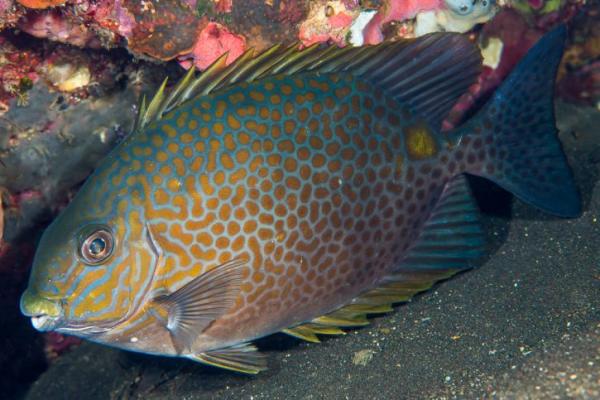 Vend 3 poissons d'eau de mer 2 Heniochus et un siganus (poisson lapin tacheté)