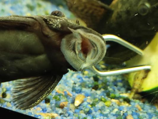 Poisson ventouse ancistrus