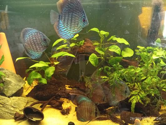 Discus +
