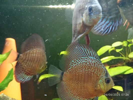 Discus +