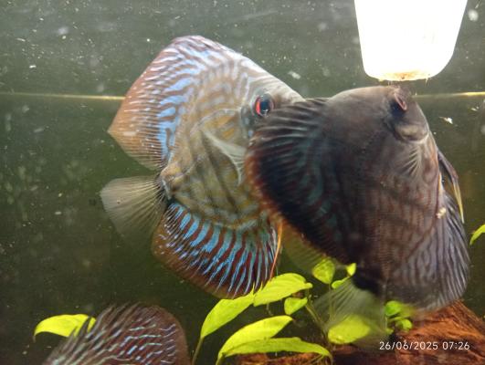 Discus +