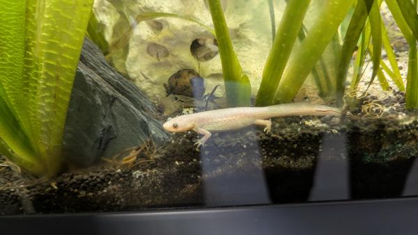 Poisson albinos pleurodeles