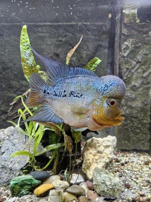 Flowerhorn blue