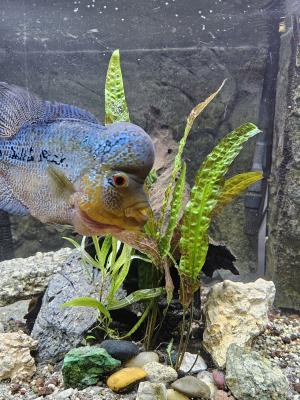 Flowerhorn blue