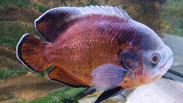 3 Astronotus ocellatus cuivre
