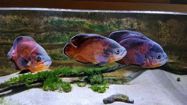 3 Astronotus ocellatus cuivre