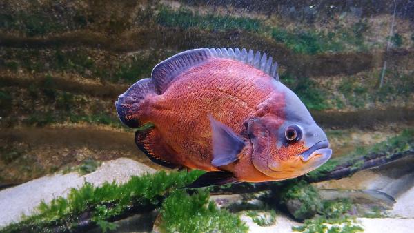 3 Astronotus ocellatus cuivre