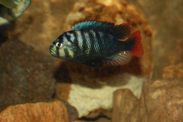 Neochromis rufocaudalis