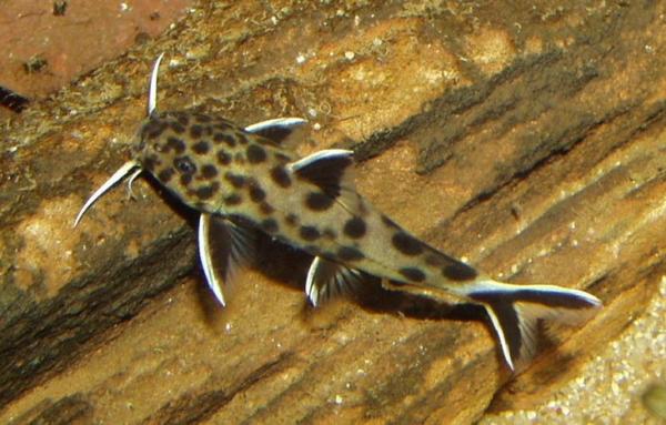 Synodontis lucipinnis
