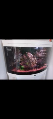 Aquarium angle juwel trigon 190 L