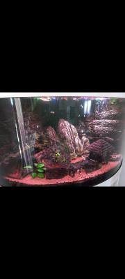 Guppys