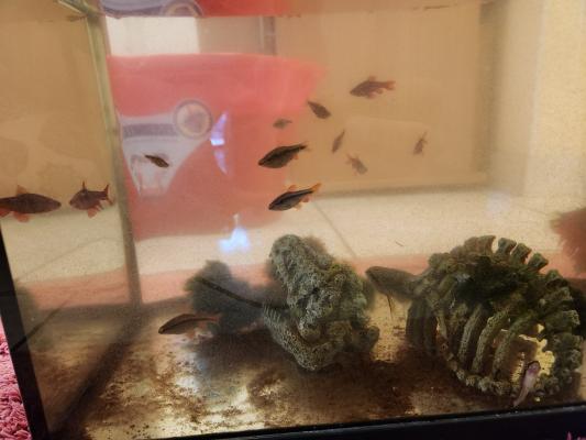 Don de poissons d'aquarium