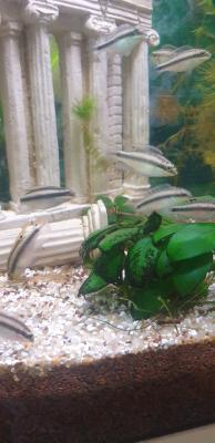 Pelvicachromis Pulcher