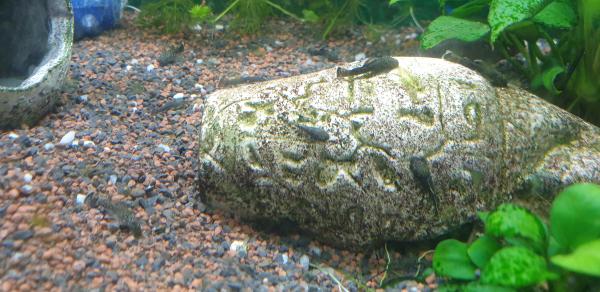 Ancistrus