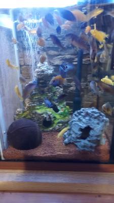 Poissons cichlidés