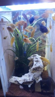 Poissons cichlidés