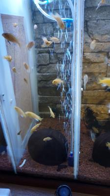 Poissons cichlidés