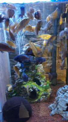 Poissons cichlidés