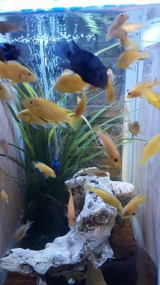 Poissons cichlidés