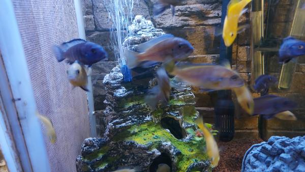Poissons cichlidés