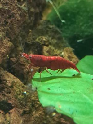 Neocaridina bloody mary