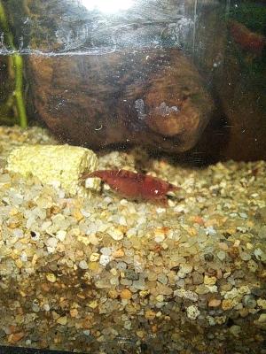 Neocaridina bloody mary