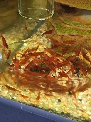 Neocaridina bloody mary