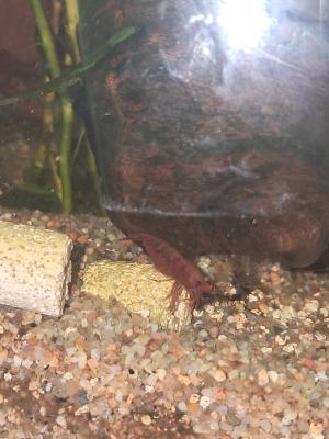 Neocaridina bloody mary