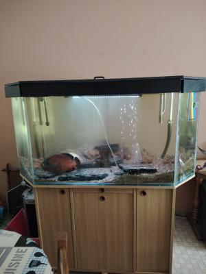 Aquarium d'angle 1080l plus poissons