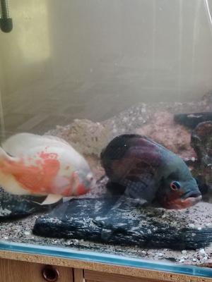 Aquarium d'angle 1080l plus poissons