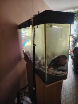 Aquarium d'angle 1080l plus poissons